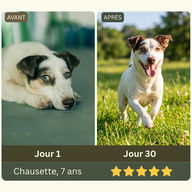 Animal de la famille Maison Patte