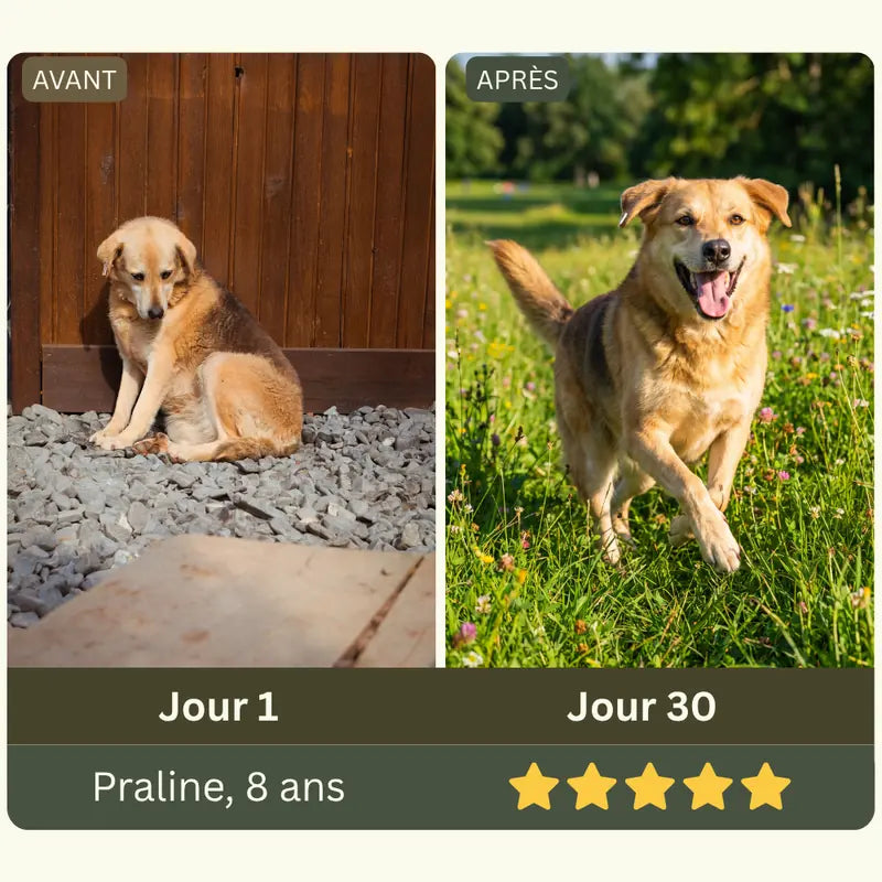 Animal de la famille Maison Patte