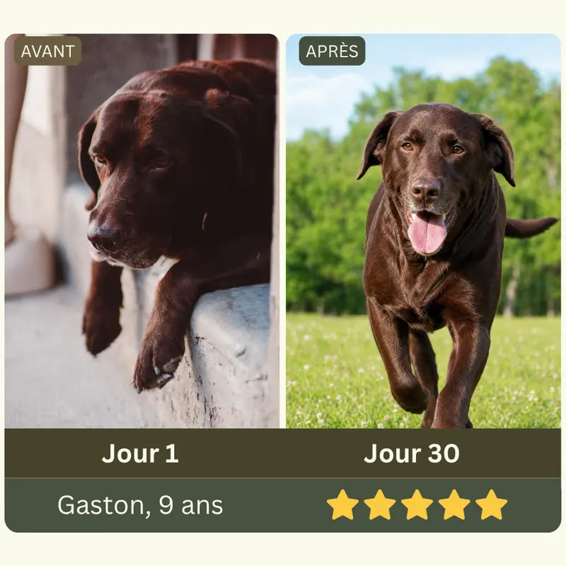 Animal de la famille Maison Patte