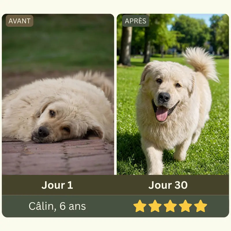 Animal de la famille Maison Patte